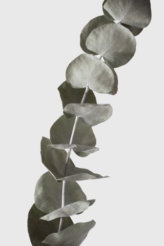 dried eucalyptus branches