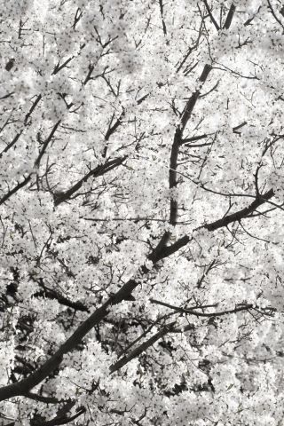 white cherry flower clouds