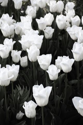 white tulip spring heaven