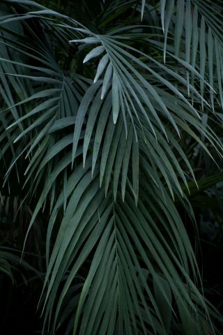 green blue tropical palm leafs