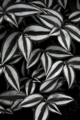 botanical cebra leafs
