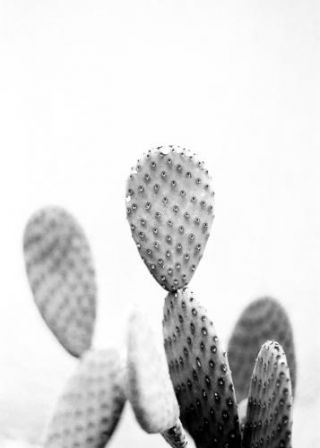Botanical Cactus Bw