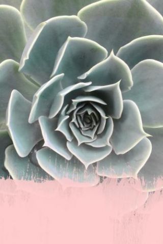 Succulent With Pink