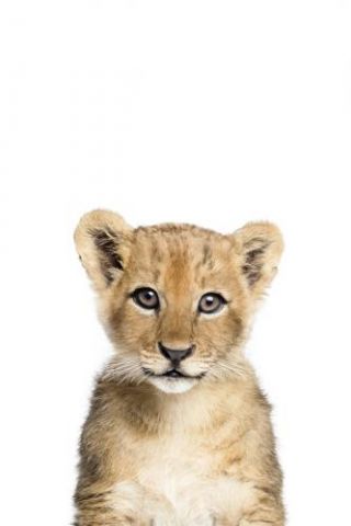 Baby Lion