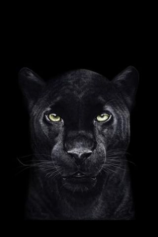 Black Panther On Black