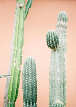 Botanical Cactus Ii