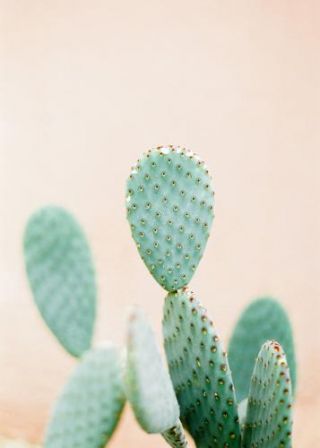 Botanical Cactus