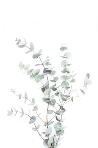 Eucalyptus III