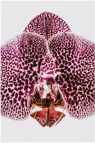 Leopard Orchid 