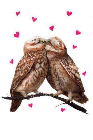 Lovely Owls