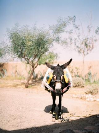 Donkey in Agafay desert I