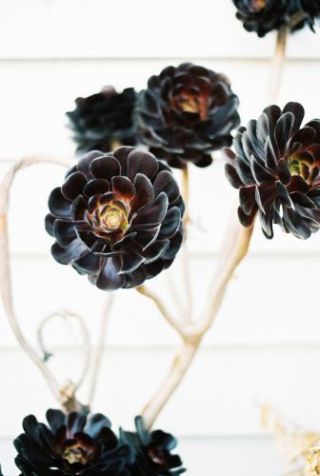 Black flowers New Zealand