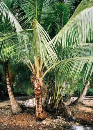 Palm Trees Ii