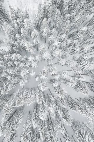 Snowy Forests