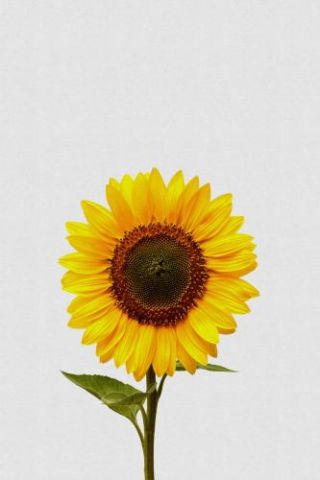 Sunflower Still Life_1