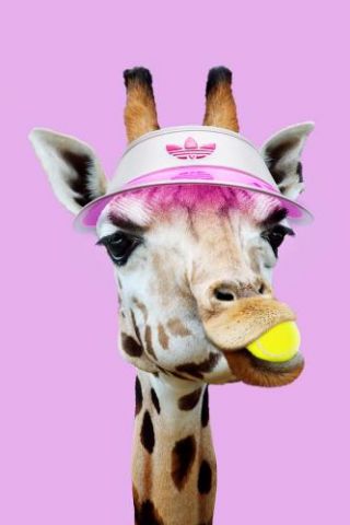 Tennis Giraffe