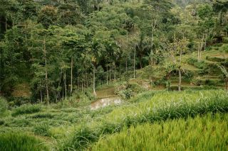 Indonesian Rice fields II