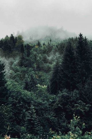 Cloud Forest  - Silent Tree Reverie