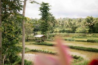 Indonesian rice fields