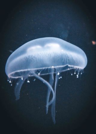 Jellyfish Dances 3