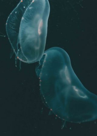 Jellyfish Dances 6