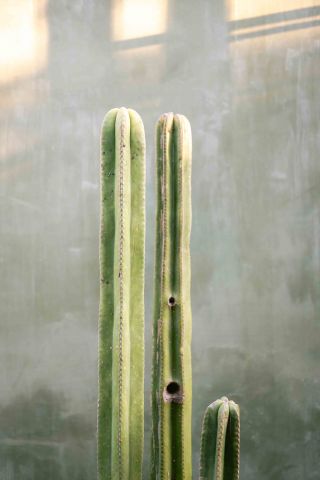 Green cactus of Oaxaca