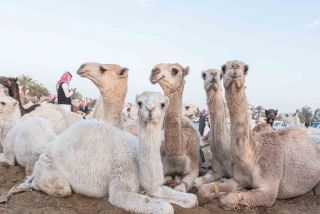 at a camel market