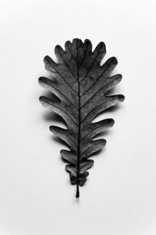 Autumn Treasures - Black Oak Leaf