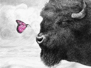 Bison And Butterfly