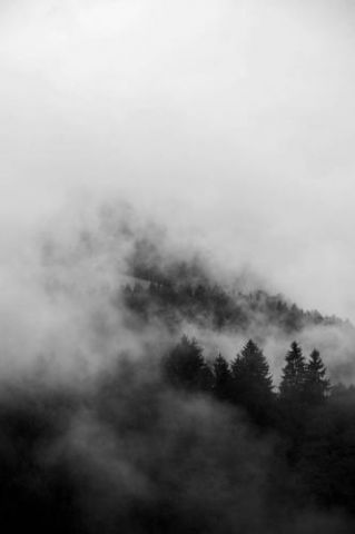 Black Foggy Forests