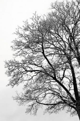 Black & White Abstract Winter Tree