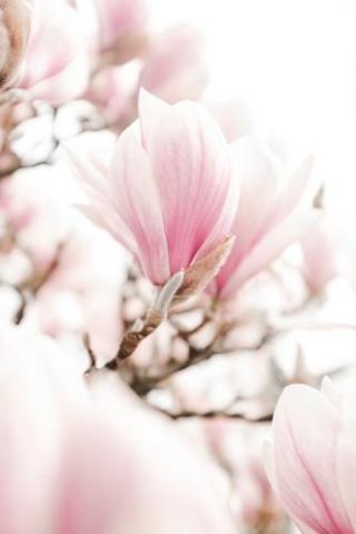 blossomingmagnolia_100222