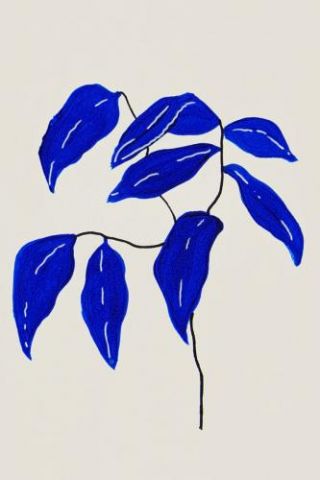 Blue Ficus