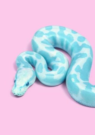 Blue Snake