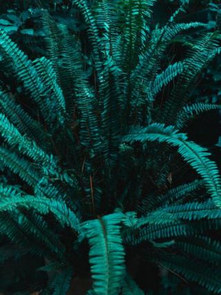 Botanical - Plant Texture 03