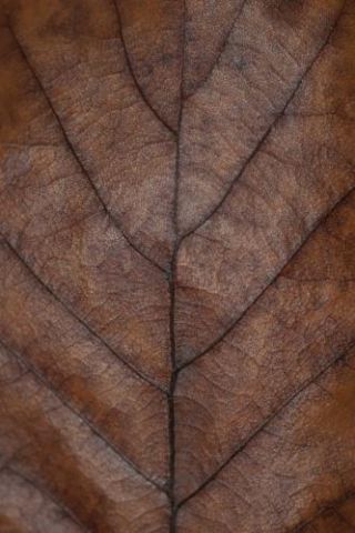 Brown Autumn Hues - Oak Leaf