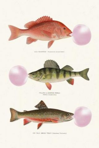 Bubblegum Fish
