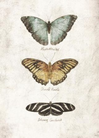 Butterflies6