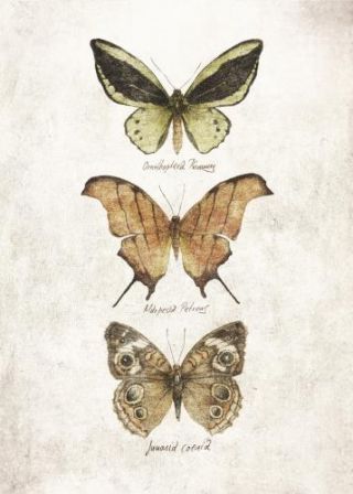 Butterflies7
