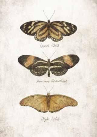 Butterflies8