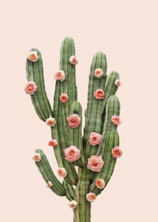 Cactus & Roses