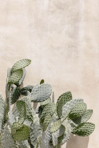 Cactus at the wall