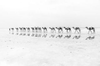 Camel caravan through the desert in Ethiopia