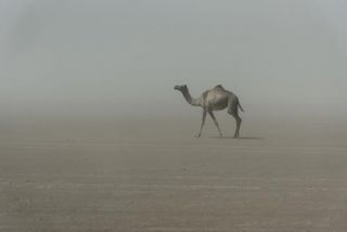 camelinthedesert_100322