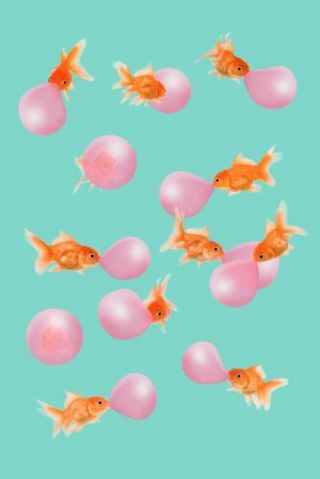 Bubblegum Goldfish