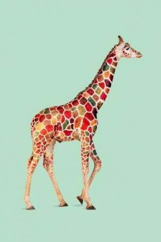 Coloured Giraffe