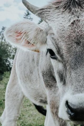 Cow Close Up Austria
