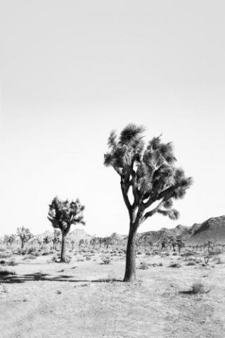Desert Tree Bw