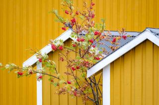 Detail of a yellow Norwegian house with a tree and red berries Melissa Peltenburg