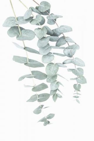 Eucalyptus Ii